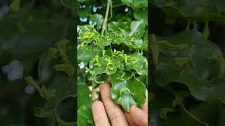 Insect galls on the laminar surface of Millettia pinnata leaf 🍃 sukhchain Tree Disease [upl. by Anivle]