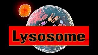 Lysosome Suicide Bag  Structure amp Function in an Easy wayppt [upl. by Dnesnwot88]