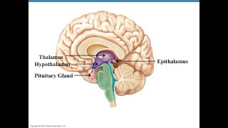 Thalamus and epithalamus overview and applied physiology [upl. by Atirihs842]