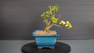 Making Bonsai from nursery stock  3 [upl. by Enaenaj]