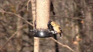 Goldfinch in winter plumage [upl. by Kcid255]