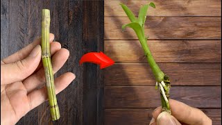 How to Propagate Orchids Easily and Effectively  Anyone Can Do It [upl. by Nilahs]