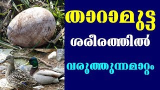 Health Benefits Of Eating Duck Eggs lതാറാമുട്ട ശരീരത്തിൽ വരുത്തുന്ന മാറ്റം [upl. by Eltotsira499]