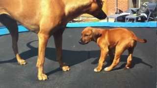 Rhodesian Ridgeback playn With Puppy Ridgeback  Rhodesian ridgeback Speelt met puppy bono [upl. by Alexina28]