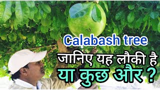 जानिए लौकी जैसे फल देने वाले Calabash tree के बारे मेंक्रिसेंटिया क्यूजेटSkk Biology [upl. by Trilbie935]