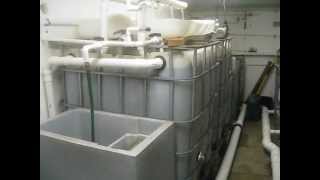 DIY Tilapia Small Scale Aquaculture System  Vid  9 [upl. by Rawden]