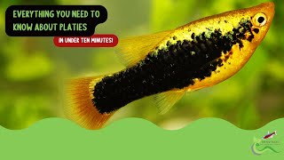 Platy Fish everything you need to know about these wonderful fish in under 5 minutes platyfish [upl. by Enyedy407]