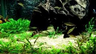 水族造景缸Aquascaping  Planted Tank [upl. by Isbella208]