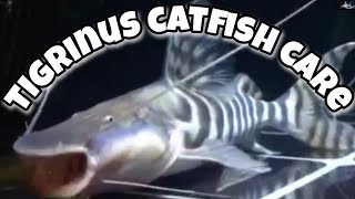 tigrinus catfish care [upl. by Hafirahs]