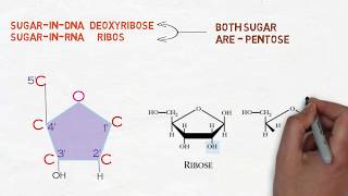 Nucleic acid  DNA amp RNA Nucleotide Nucleoside  الحمض النووي دنا  رنا [upl. by Nywra]