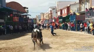 Toro de Fernando Pereira Palha 22042017 chilches castellon [upl. by Eimmis]