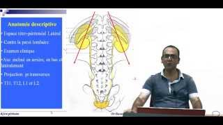 Anatomie topographique et chirurgicale des Reins [upl. by Lydon]