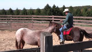 How to Pony Lead a Young Horse from Horseback  Episode 23 Herm Gailey [upl. by Elicul]