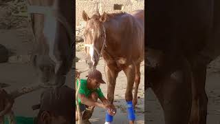 Racehorse Get A Pepsi and Baton rouge having a light moment after there swim [upl. by Zoa981]