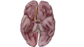 anatomie des hémisphères cérébraux  telencephale  partie 2 [upl. by Aennil]