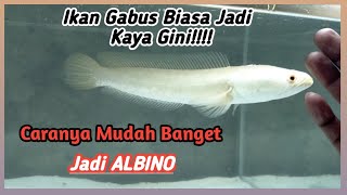 Channa striata AlbinoBegini Cara Membuat ikan gabus ini jadi seperti Albino [upl. by Eynenihc326]