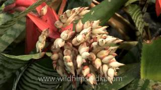 Beautiful spring flowering agave in Sikkim [upl. by Aneliram]