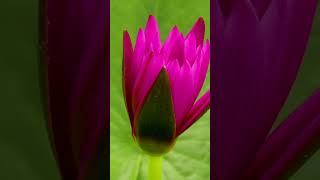 A Symphony of Color Flowers Blooming in Time Lapse [upl. by Eeltrebor]