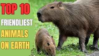 Top 10 Friendliest Animals On Earth [upl. by Nahpets]