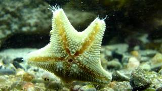 Cushion star in native tank in Ireland HD [upl. by Ffilc780]