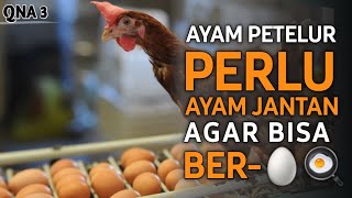 QNA 3  APAKAH AYAM PETELUR BUTUH AYAM JANTAN AGAR BISA BERTELUR [upl. by Roderigo911]