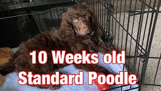 10 Weeks Old Standard Poodle  First few days  My New Home [upl. by Atimad442]