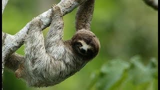 Sloth  Slow but Cute [upl. by Tresa]