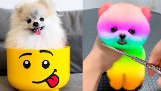 Cute Pomeranian Puppies Doing Funny Things 5  Cute and Funny Dogs  Mini Pom [upl. by Aklog]