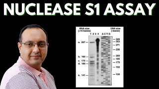 S1 Nuclease Assay  Transcriptome Analysis [upl. by Shelley924]