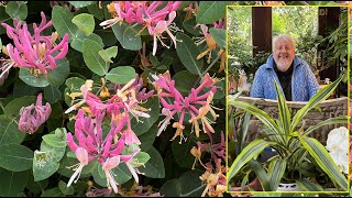 CHÈVREFEUILLE GRIMPANT LIANE À FLEURS MELLIFÈRES AU PARFUM ENCHANTEUR Le Quotidien du Jardin N°375 [upl. by Asseneg915]