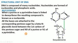 4 Chemical Structure of DNA [upl. by Emmalyn]