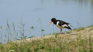 2017 05 28 Ontmoeting met de Scholekster [upl. by Trebeh]