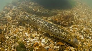 Sea Lamprey Petromyzon marinus Underwater UK [upl. by Raffarty]