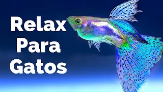 Relajar a Tu Gato🐱🐱  Acuario con Peces y Música para Que se Duerma [upl. by Damian]