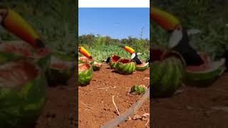 Tucanos são filmados comendo melancias em plantação em MT [upl. by Maida]