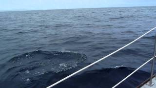 Sailing an Iroquois Catamaran Baron Part 5 [upl. by Anrat349]