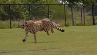 Cheetahs Running [upl. by Pen328]