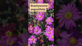 Brachyscome angustifolia Australian Native Daisies [upl. by Sirk]