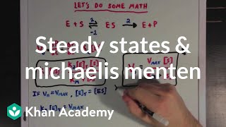 Steady states and the Michaelis Menten equation  Biomolecules  MCAT  Khan Academy [upl. by Eceinart]