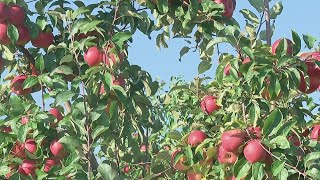 Central Ohio farmer weighs in on fall crops ahead of apple pumpkin picking season [upl. by Brander]