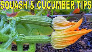 The 1 SECRET To Growing ZUCCHINI SQUASH and CUCUMBERS Plus 2 Tips [upl. by Hazem48]