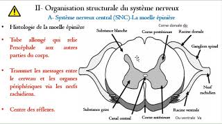 Système nerveux Moelle épinière partie 2 [upl. by Oyek]