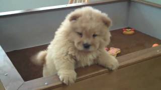 Chow Chow Puppy Video Lee 11609 [upl. by Leizahaj]