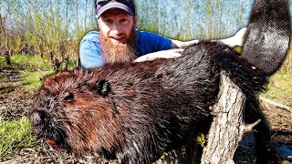 Catch GIANT Wild Canadian Beavers  Trap Clean Cook Eat ASMR [upl. by Ymereg]