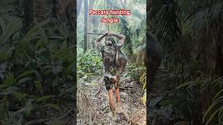 Peccary hunting in the jungle hunting [upl. by Langille]