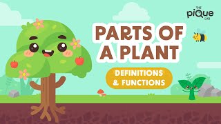 Parts Of A Plant Definitions amp Functions  Primary School Science Animation [upl. by Alston]