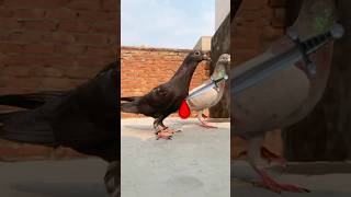 Kalu pet hamesha ke liye duniya chod kr chala gaya 😭kabutar pet pets vlog youtubeshorts [upl. by Poland783]