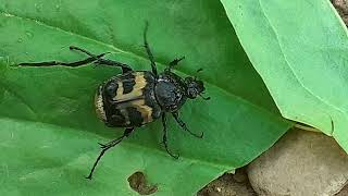 Восковик перевязанный пестряк полосатый Trichius fasciatus [upl. by Patterson]