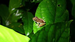 Pristimantis zeuctotylus French Guiana [upl. by Karen]