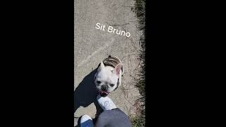 Bruno mmy frenchie in training [upl. by Nymassej]